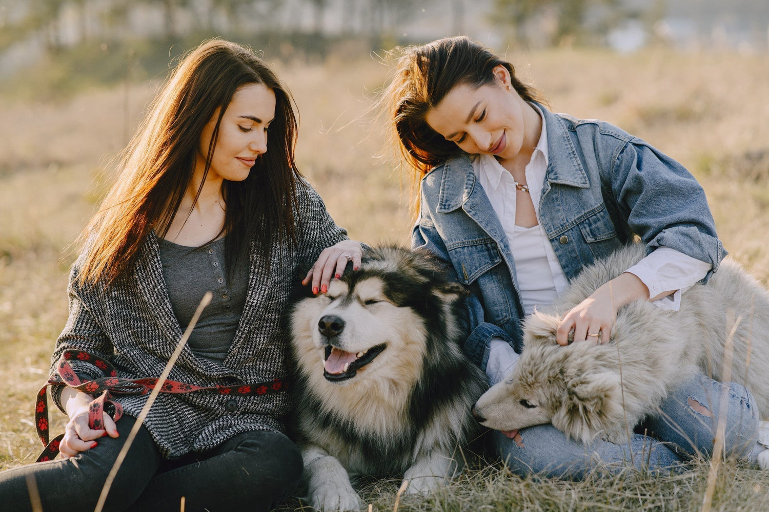 Two women sitting on grass with their dogs, bonding outdoors