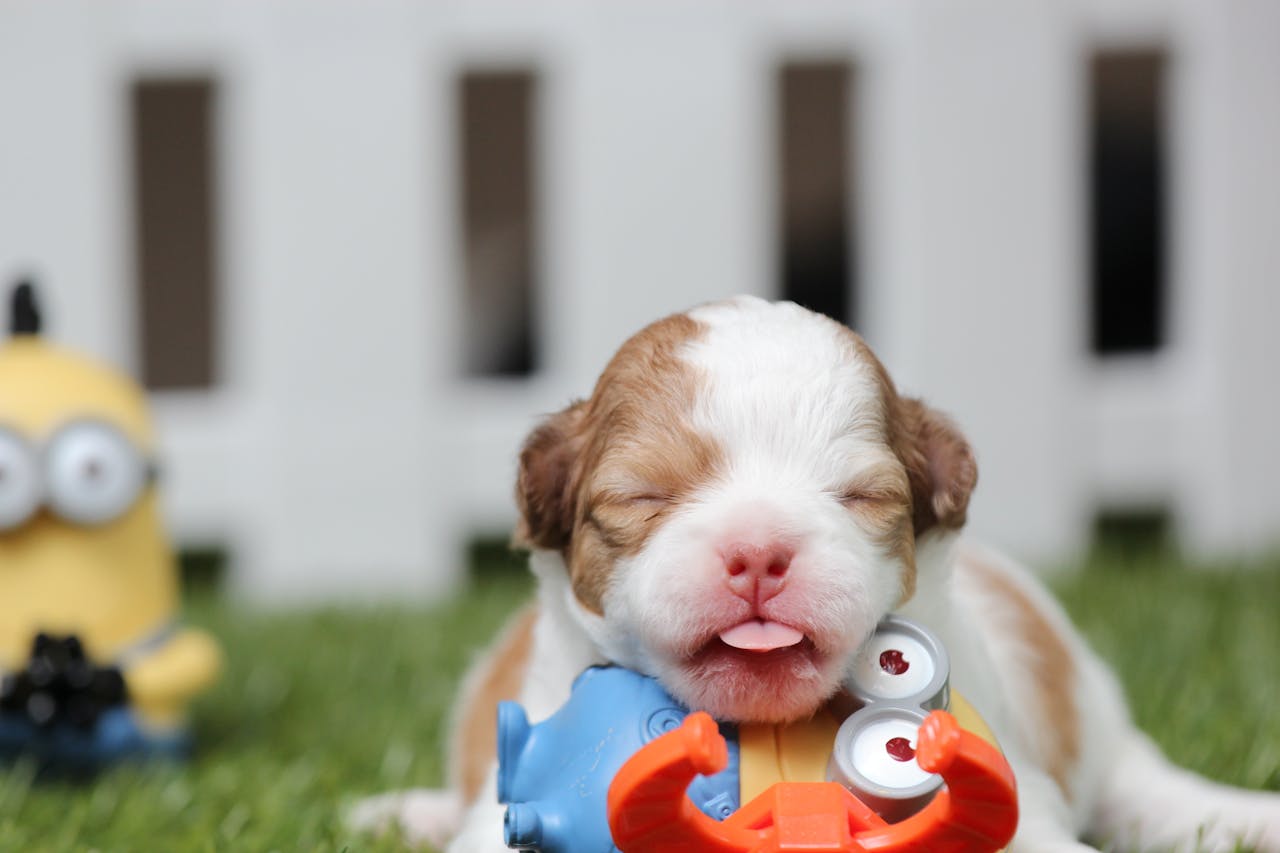 A cute, newly born puppy with a toy