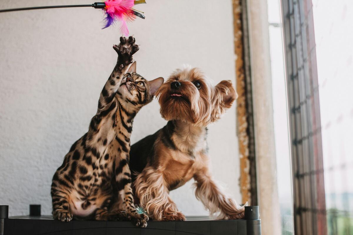 A dog and a cat playing together with a cat toy.