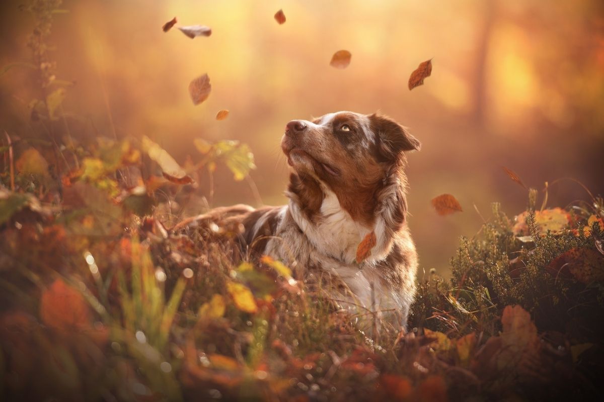 A brown and white dog looks up as autumn leaves fall around it in warm golden light.