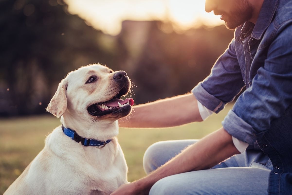 A man wearing a denim shirt kneels on the grass while petting a happy yellow Labrador Retriever with a blue collar during sunset.