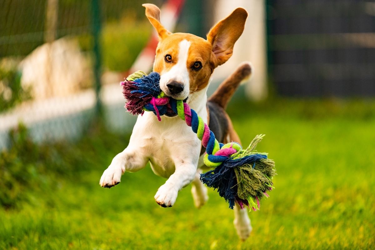 White and brown dog running with a colorful toy in the mouth
