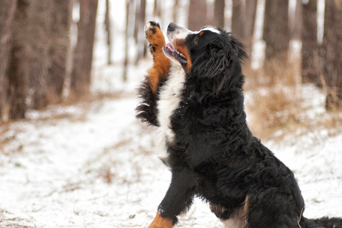 A black dog rising his paw in the snow