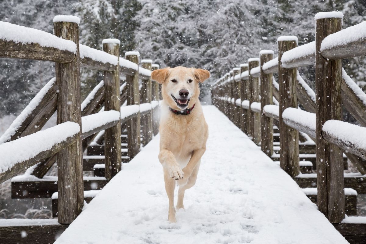 A dog running through a snowed bridge