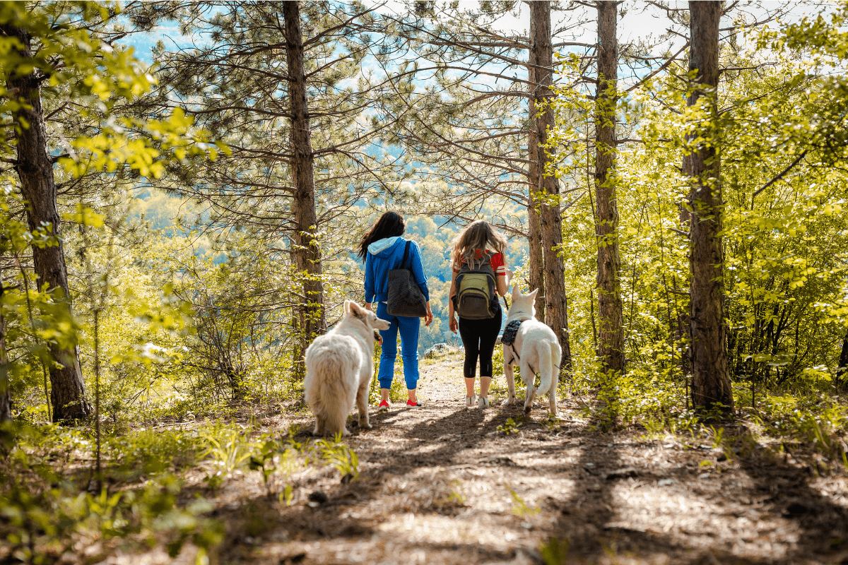 ChatGPT said: Two people hiking on a forest trail with two dogs walking beside them in sunlight.