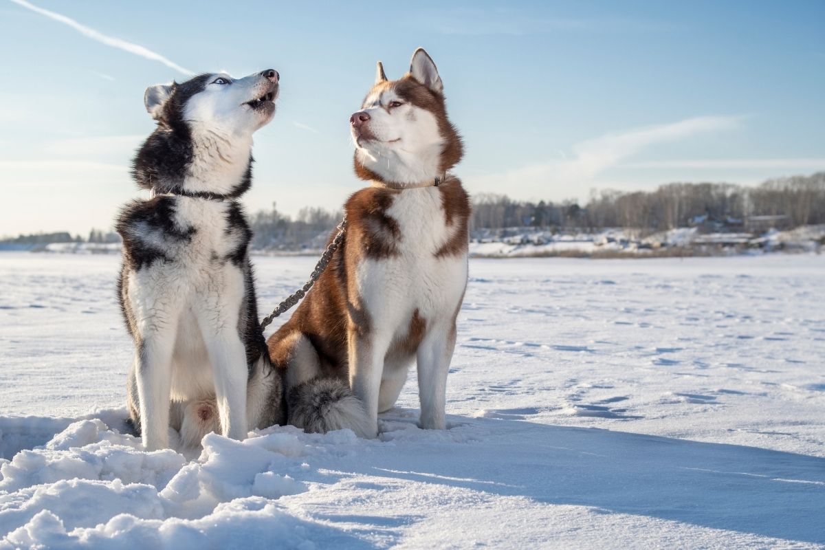 Two husky dogs in the snow