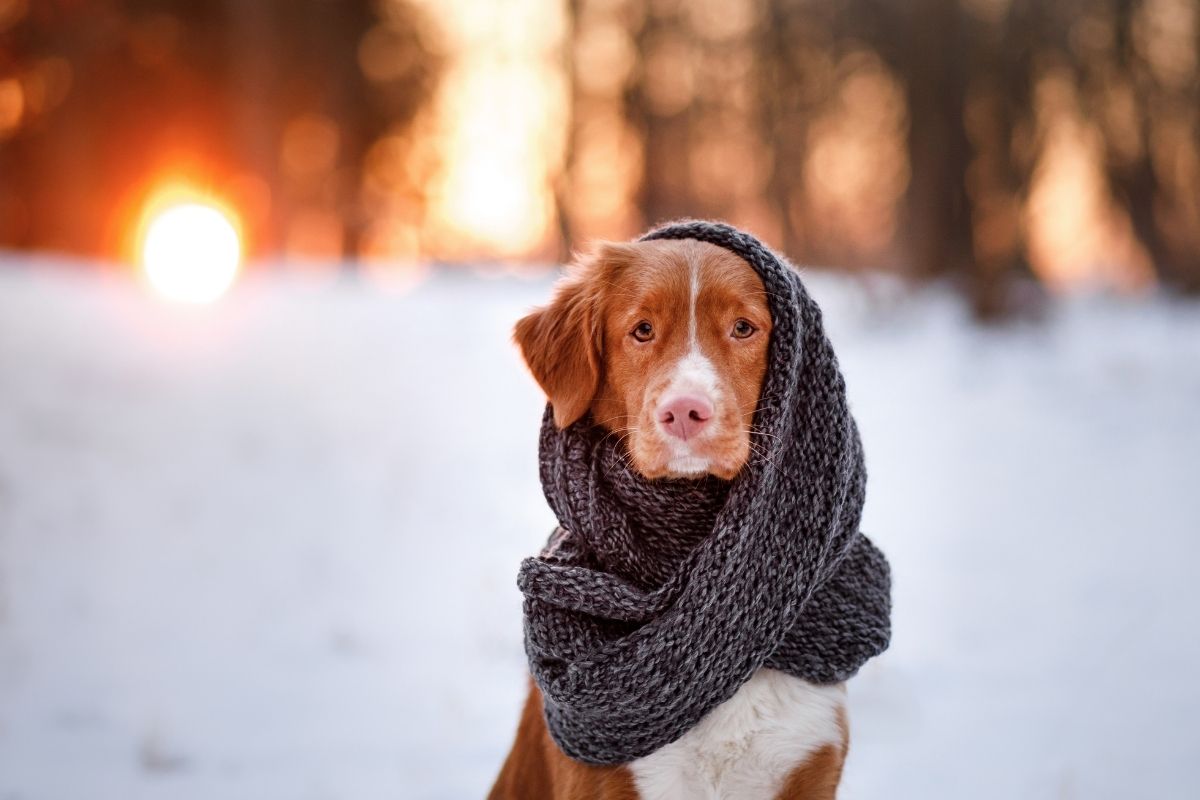 Brown and white dog sitting in the snow