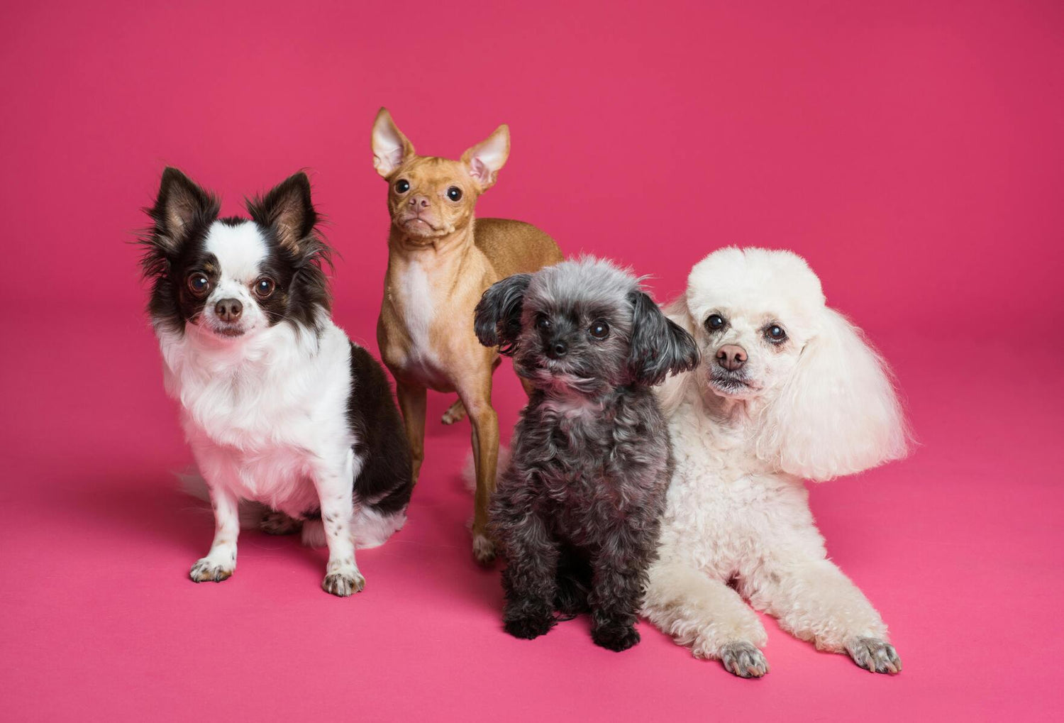 Different dog breeds on a pink background