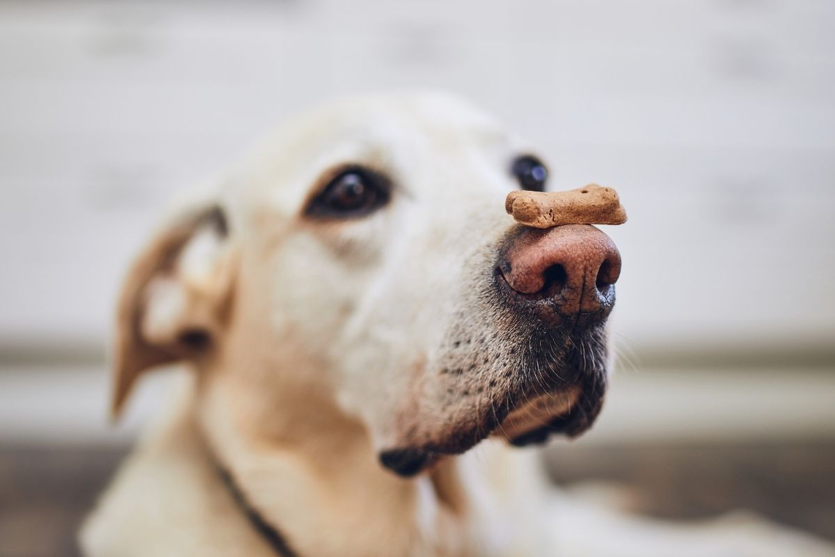 A white dog balancing a treat on his nose