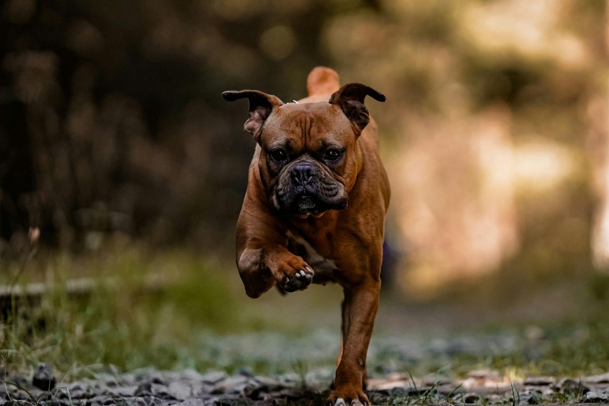 Brown boxer dog running toward the camera on a forest path with a blurred woodland background.
