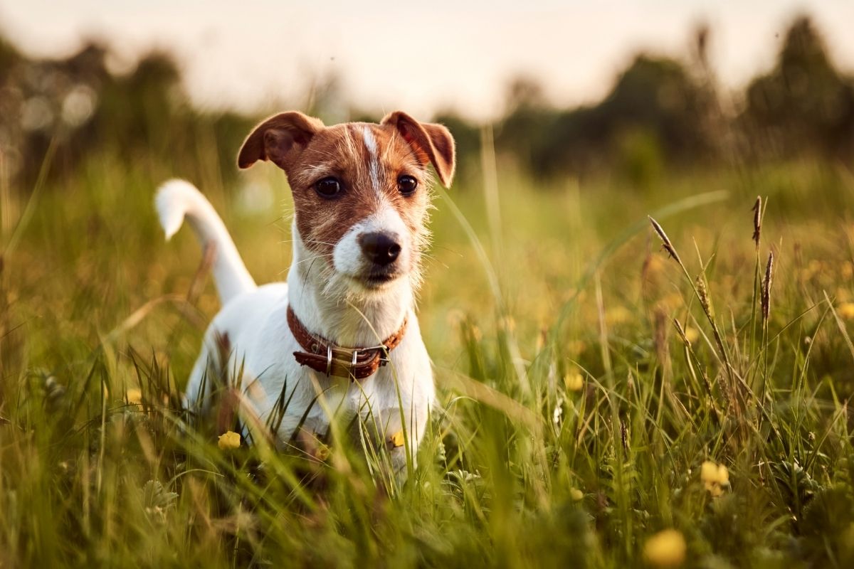 A brown and white dog in a field