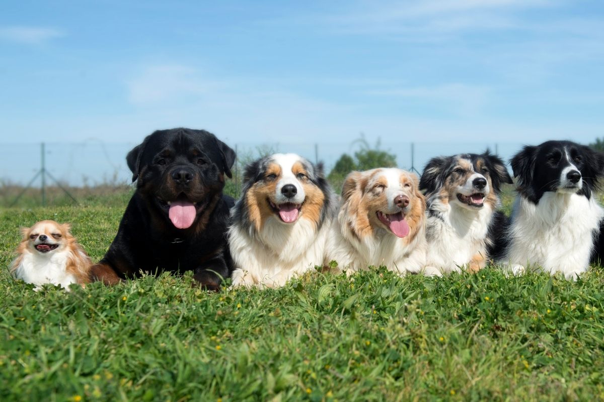 Six dogs of different breeds, including a small Chihuahua, a Rottweiler, and several Australian Shepherds, lying side by side on green grass outdoors with their tongues out under a blue sky.