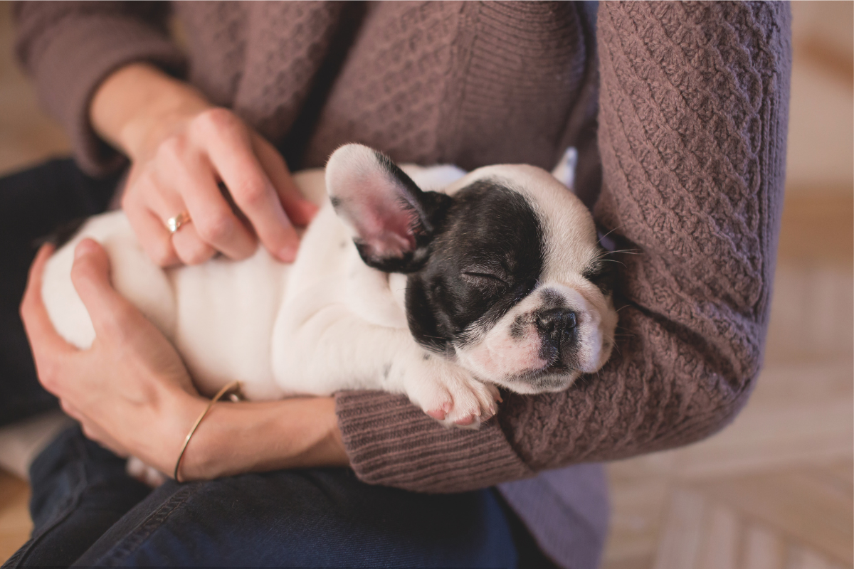 Black and white puppy sleeping on the arms of a person