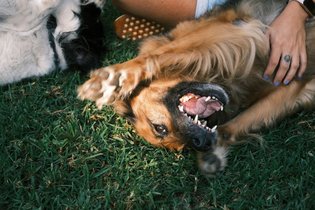 A brown dog laying on the grass