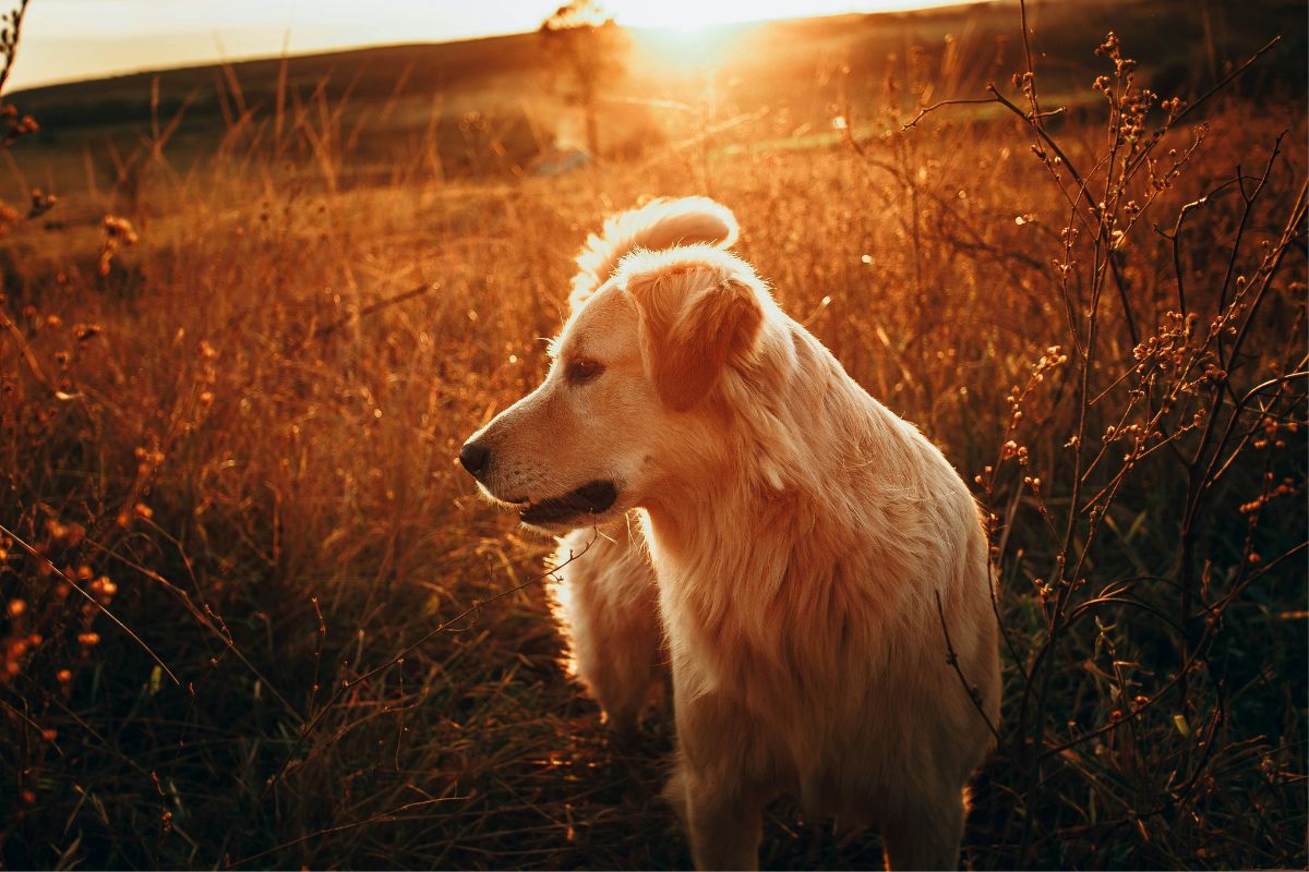 Dog walking in the sunset
