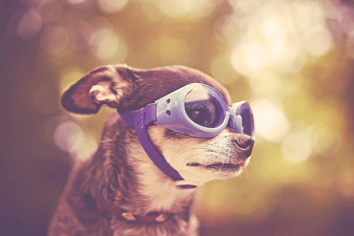 Small dog wearing light blue protective goggles with purple straps, looking off to the side, against a blurred outdoor background with warm golden light.
