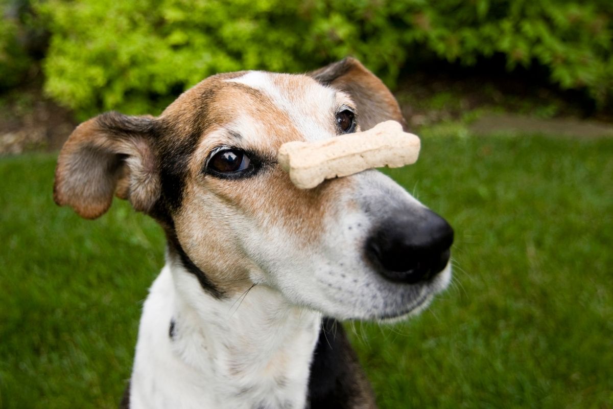 A brown and white dog balancing a bone-shaped treat on its nose while standing on green grass, looking up patiently.