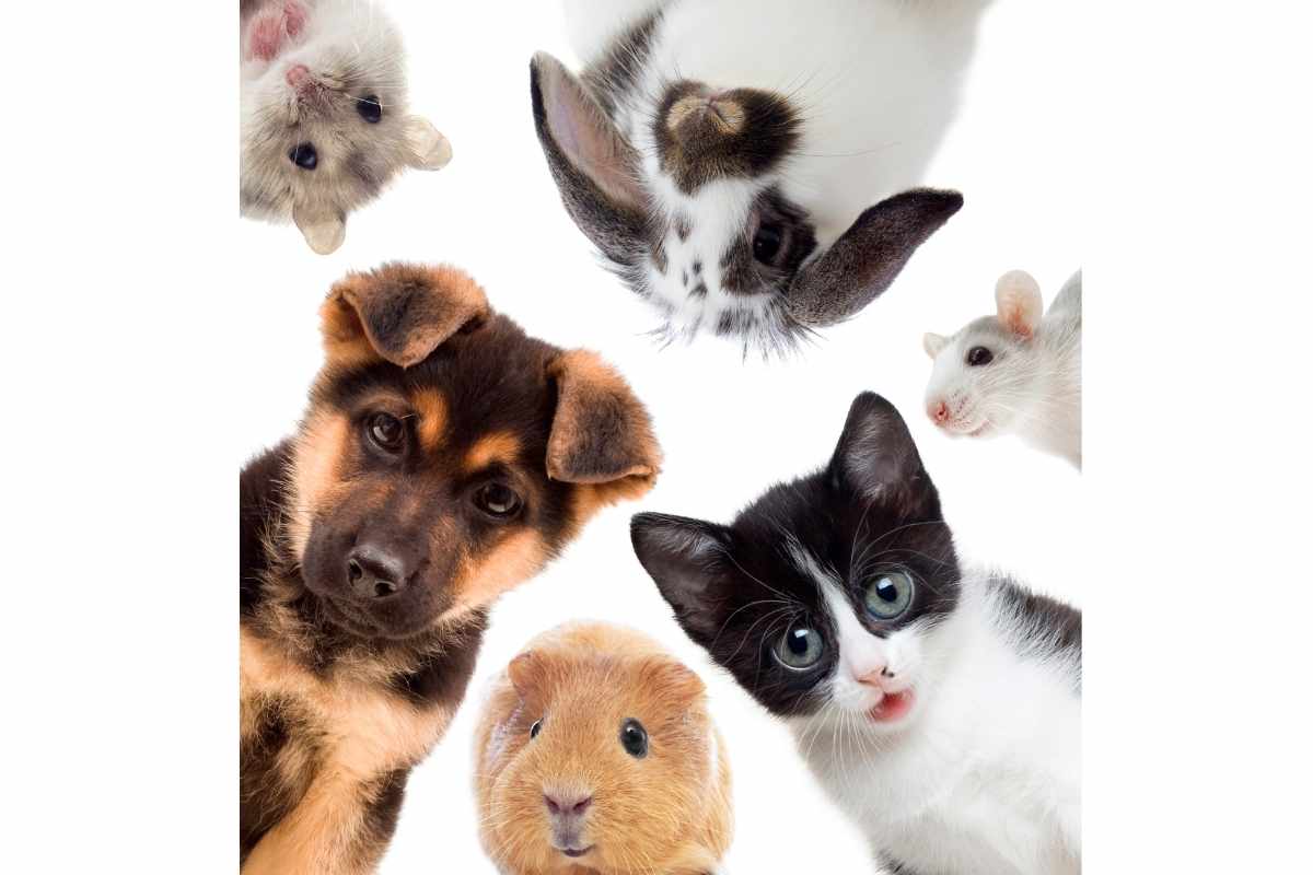 Different Easy Pets to Take Care of at Home