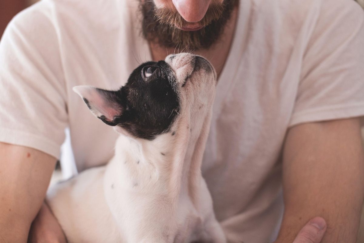White and black dog looking up to a man with a beard