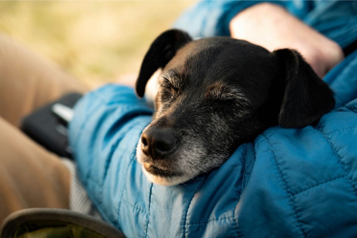 Arms holding a black old dog