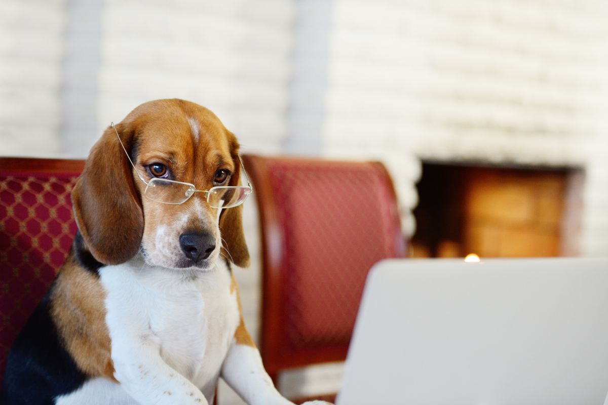 A dog wearing glasses in front of a laptop