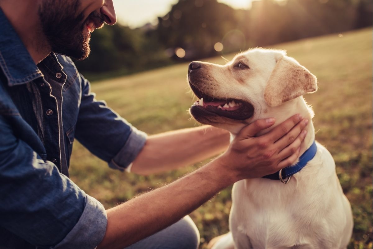 A smiling man in a denim shirt gently holding and petting a happy Labrador Retriever wearing a blue collar, outdoors in a sunlit park.