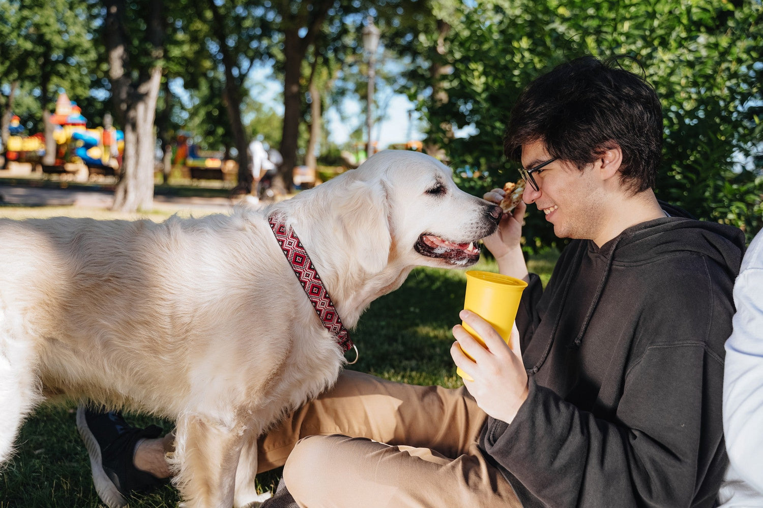 Man feeds his dog snacks for obedience in park