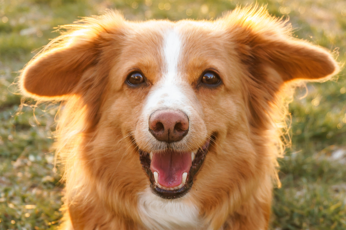 1- A cute brown dog with its mouth open, standing on grassy land
