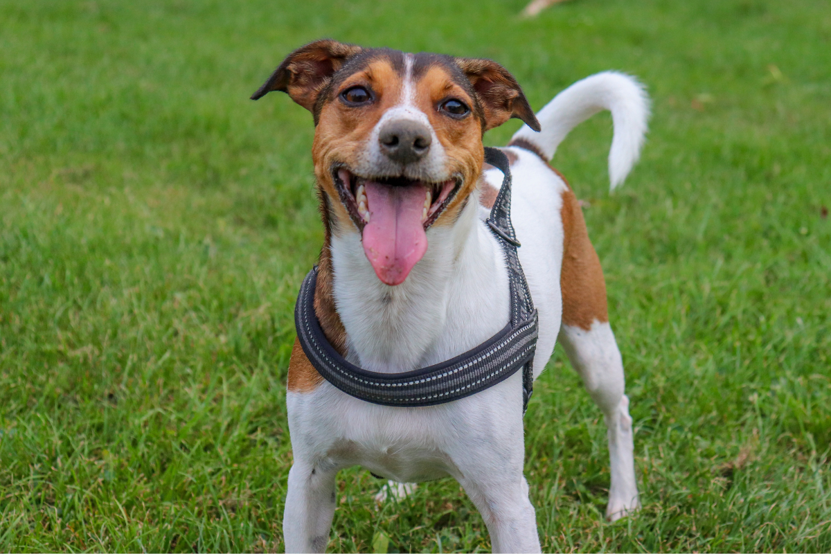 Dog standing in a grassy field, panting with its tongue out