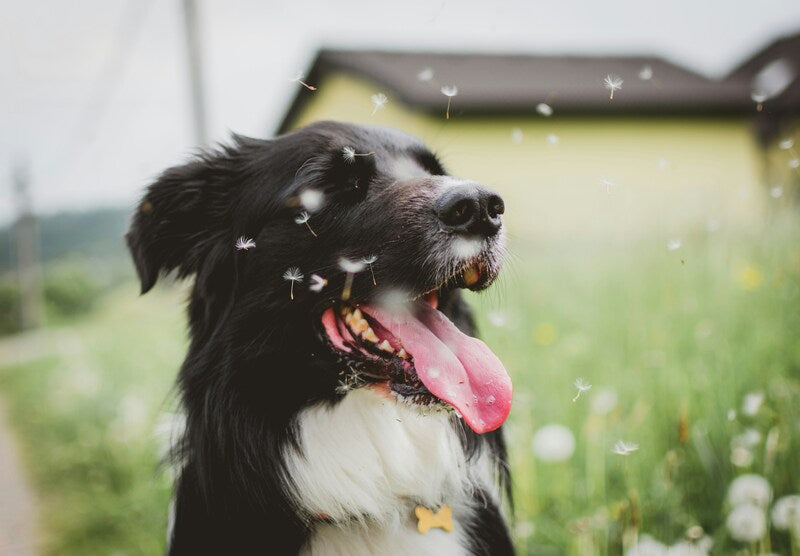 A dog enjoying itself outside.