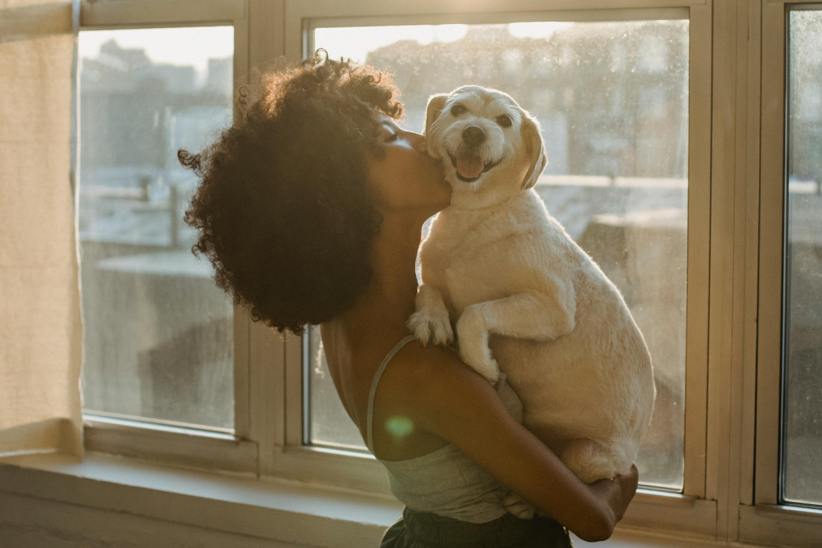 Person kisses a happy white dog by a sunny window, capturing a warm and loving moment.