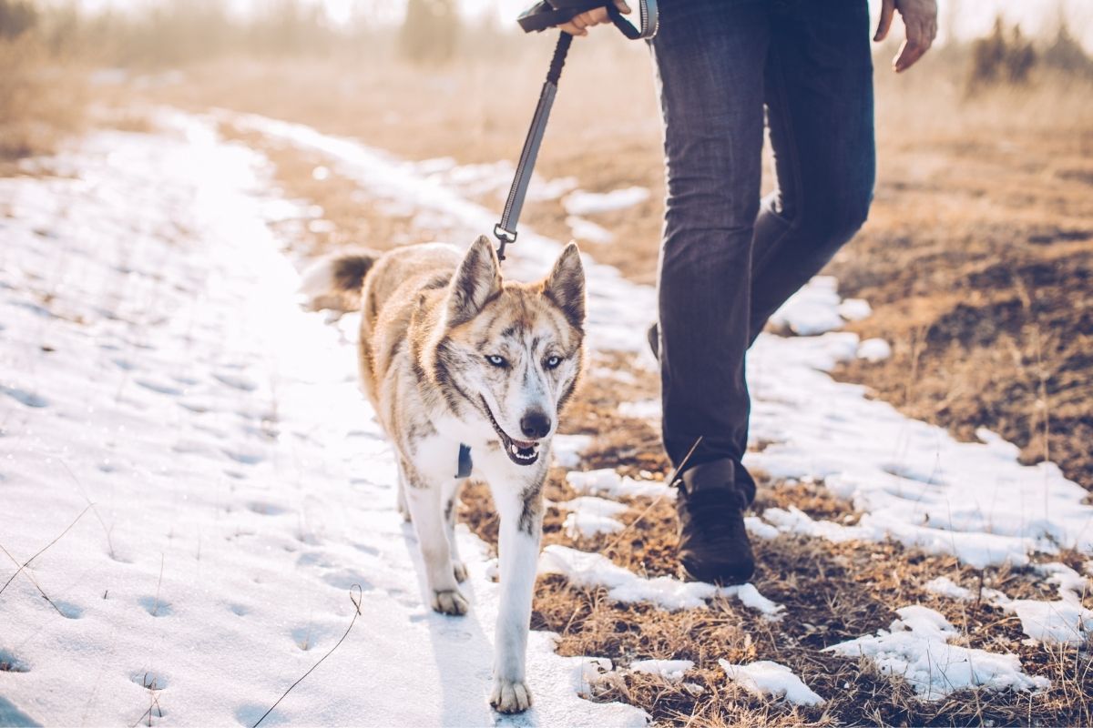 Aman walking a dog in a path with snow