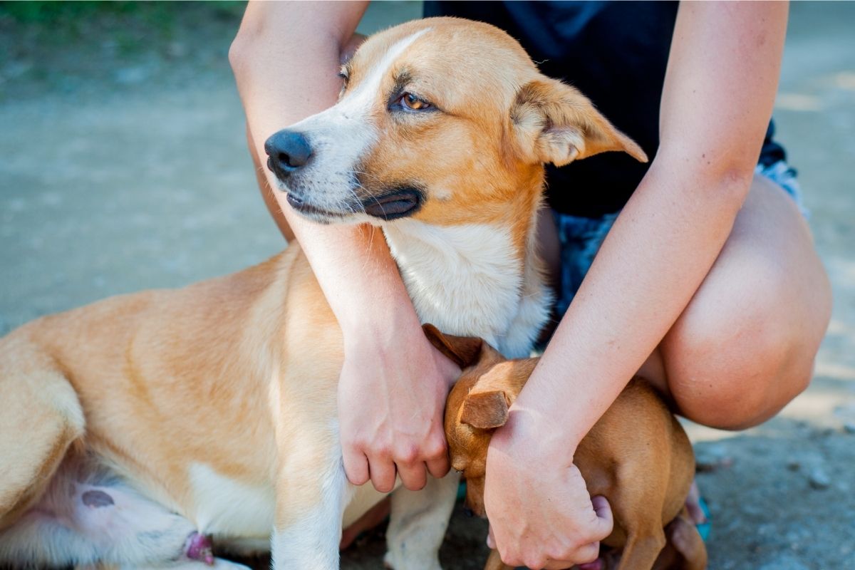 Person hugging two dogs, one brown and white and one small brown, outdoors on a sunny day.