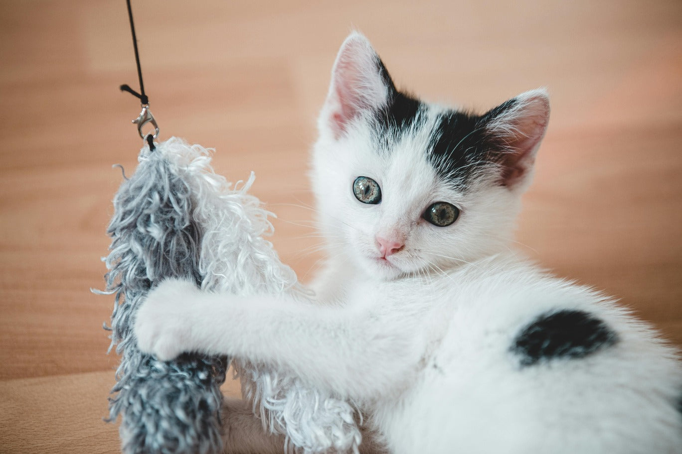 A cat playing with a toy