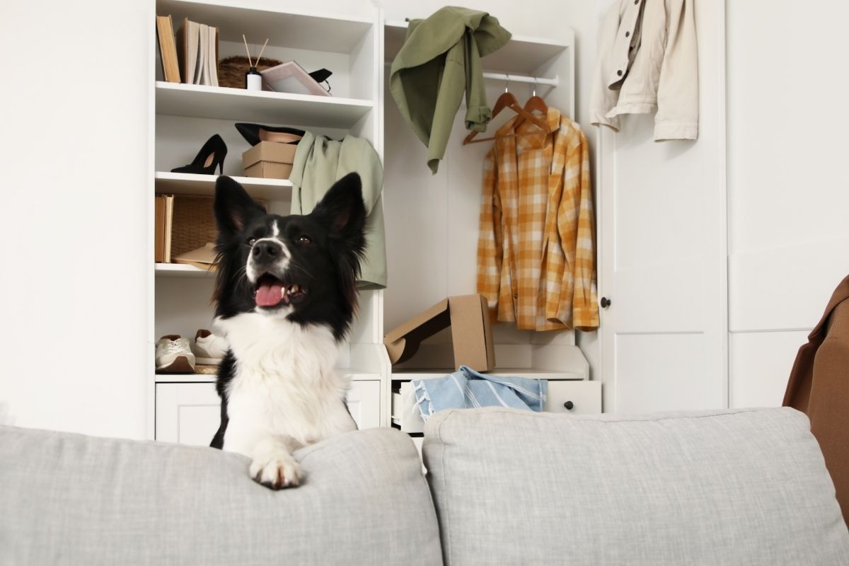 A white and black dog behind a grey couch