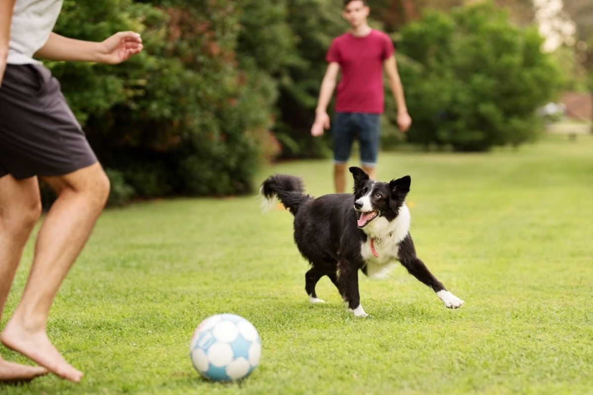 A black and white dog playing with a soccer ball