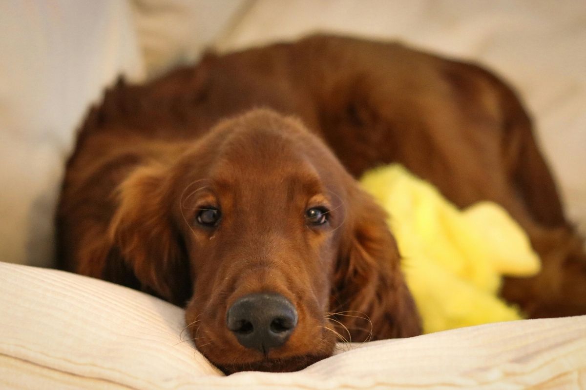 A brown dog lying on a couch