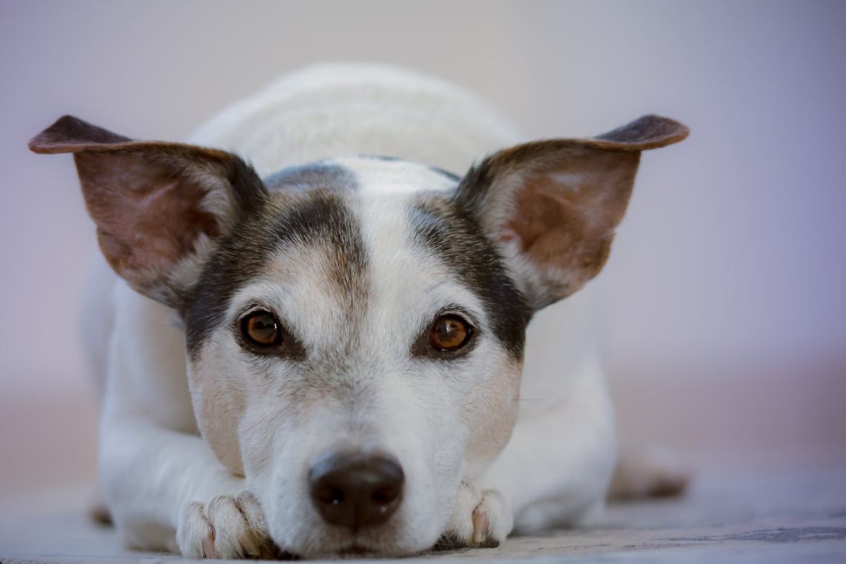 a dog showing his pet personality