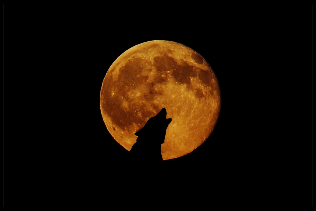 a dog howling at the moon 