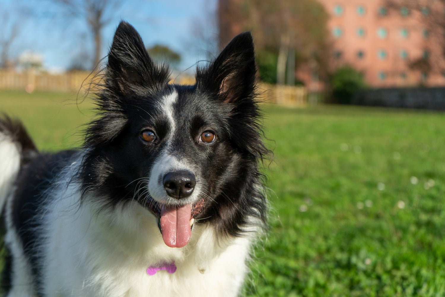 Closeup shot of a panting Border Collie Capricorn dog