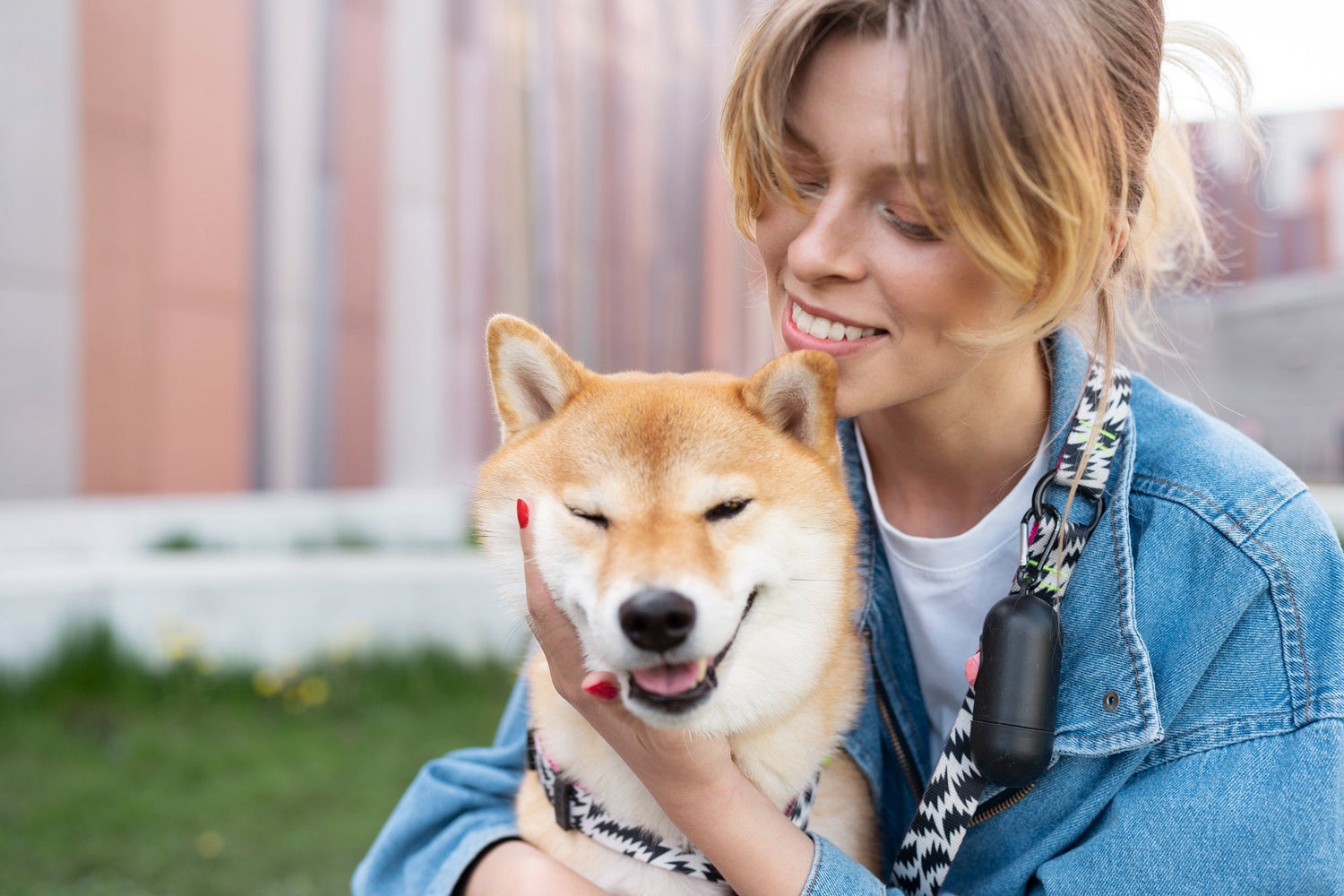 Cute shiba inu pet with family