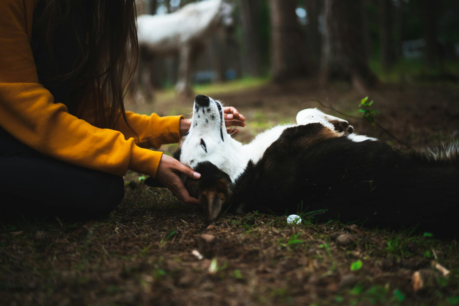 Dog playing with its owner