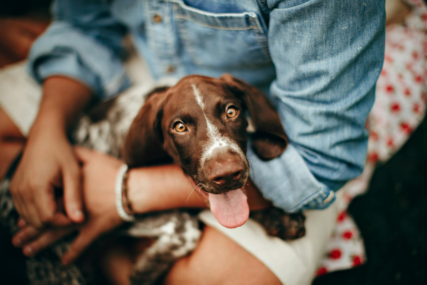  A cute dog being held by its pet parent