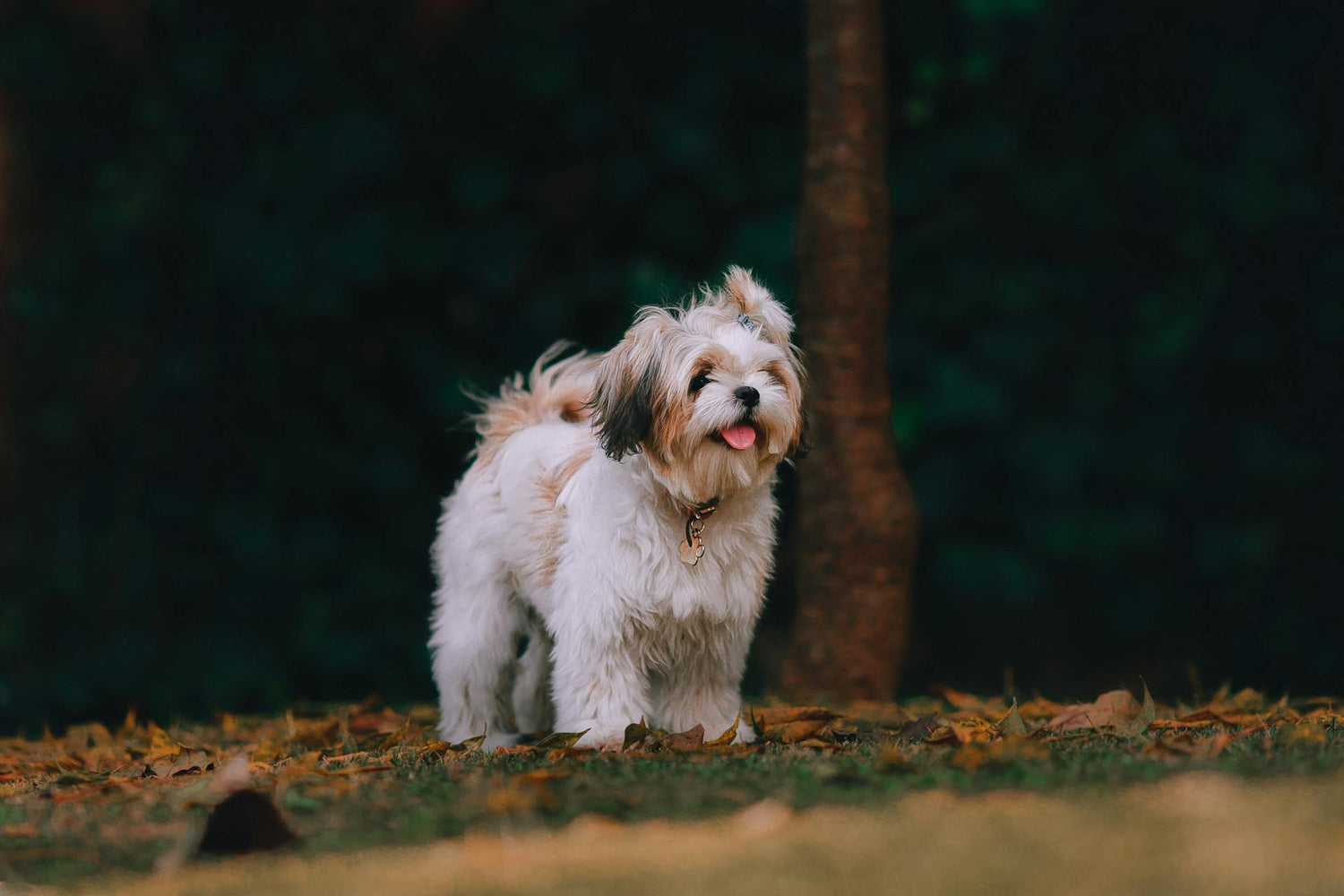 A dog in the park